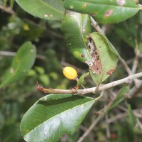 Manilkara hexandra (Roxb.) Dubard